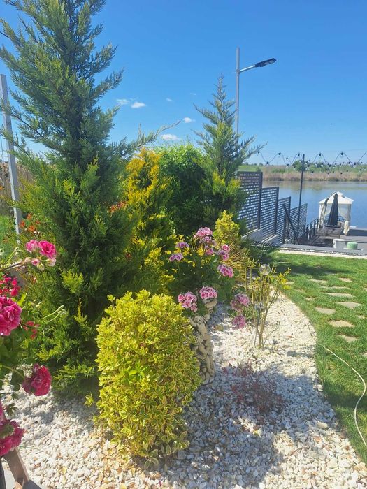 Euonymus Aurea | Gard Viu Jos Decorativ | Transport & Plantare