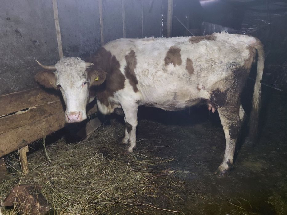 Vând doua vaci baltate românești