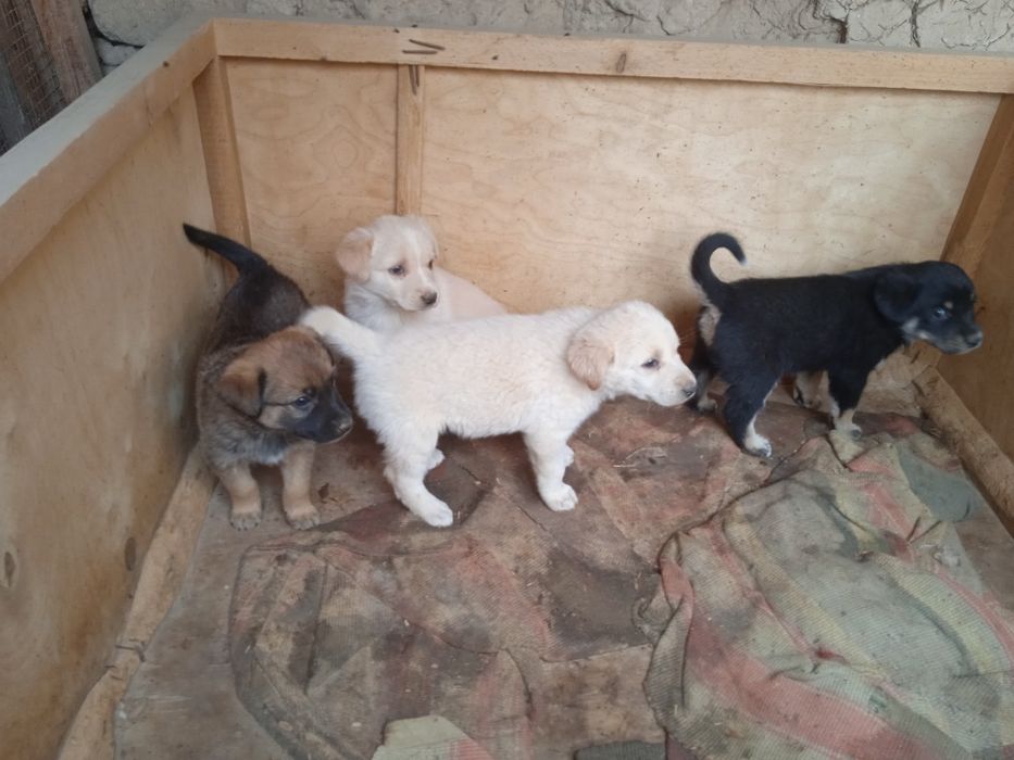 Отдаем даром в добрые руки