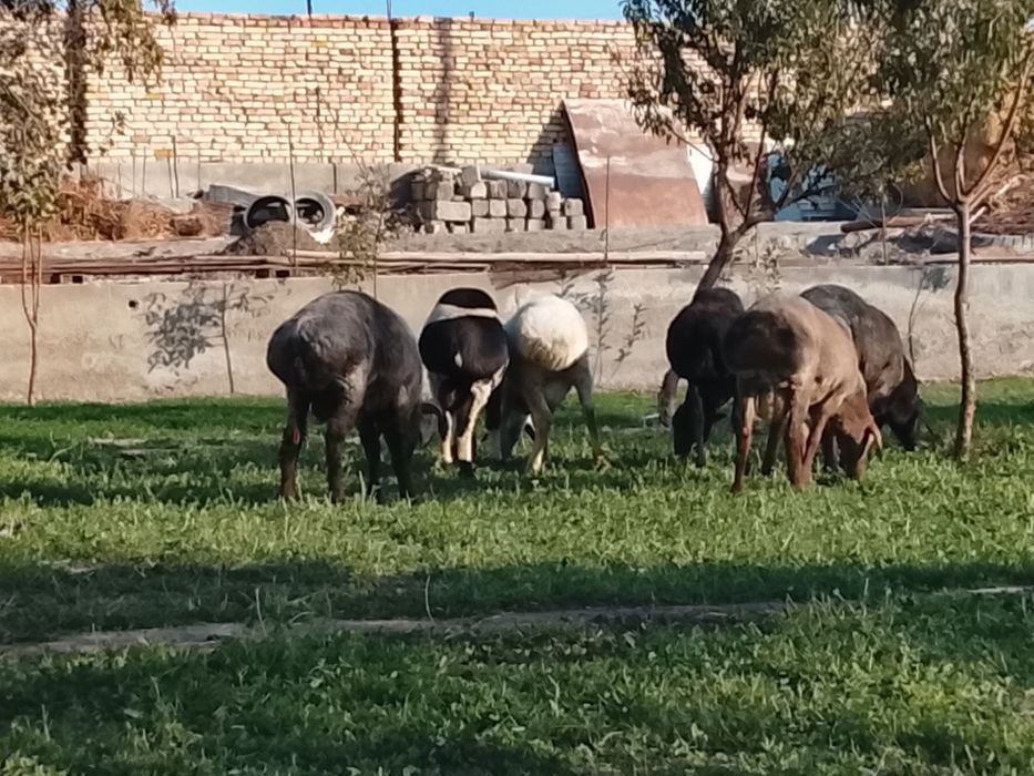 Кучкорлар сотилади