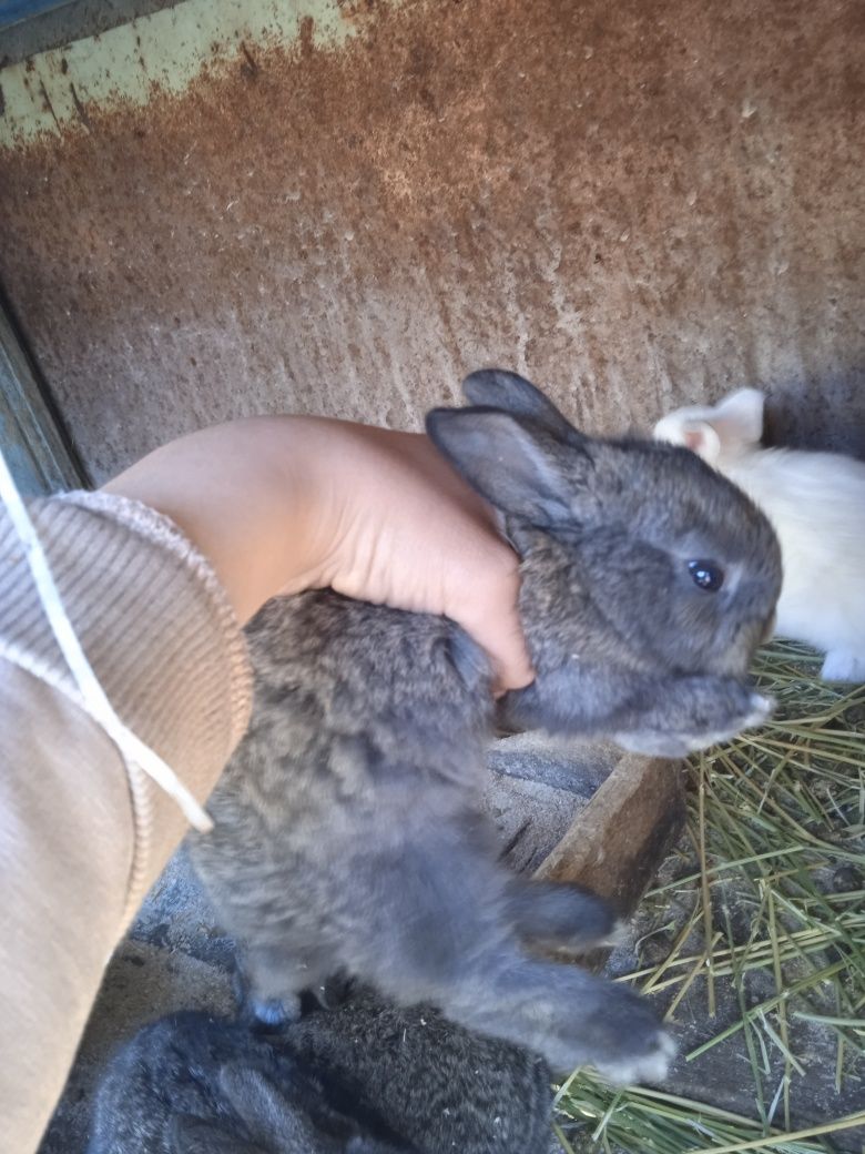 Продам кролиху с 8 крольчатами