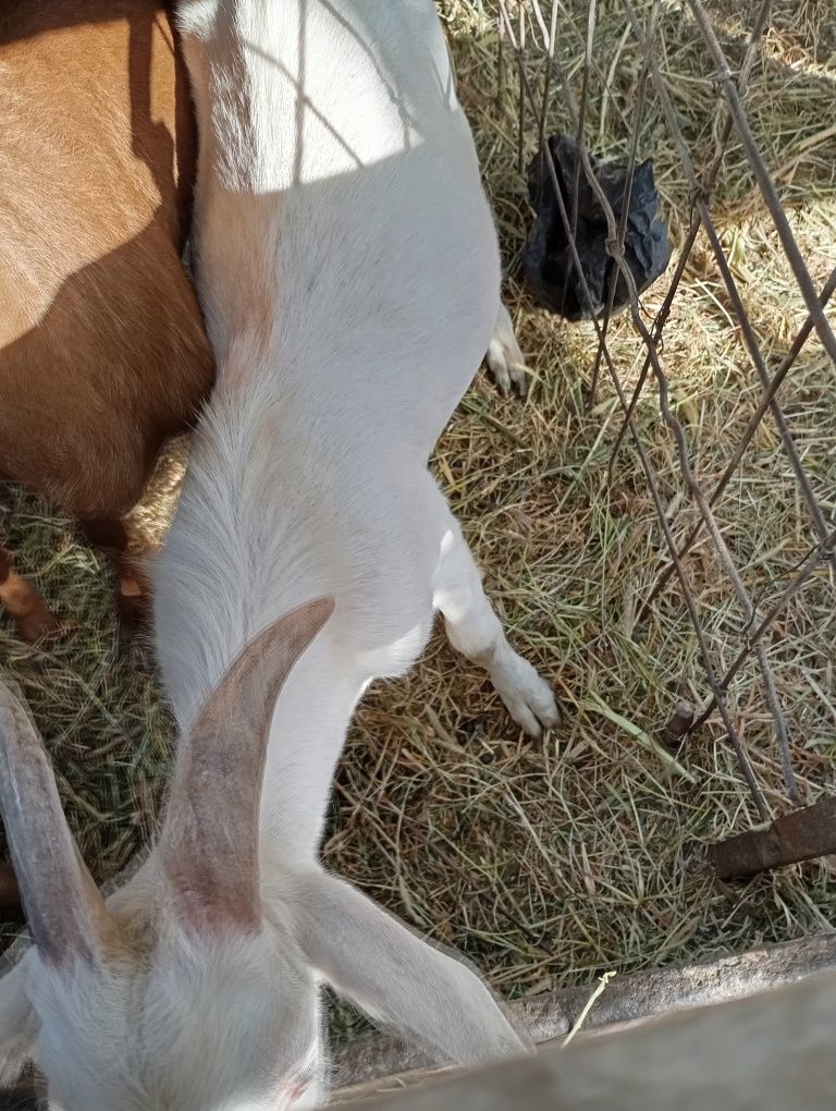 Zanen taka sotiladi