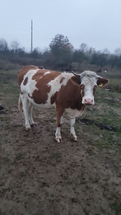 Vând juninca gestanta