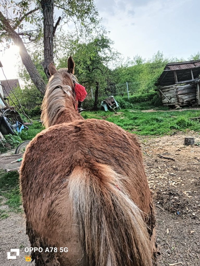 Vând mânza de un an