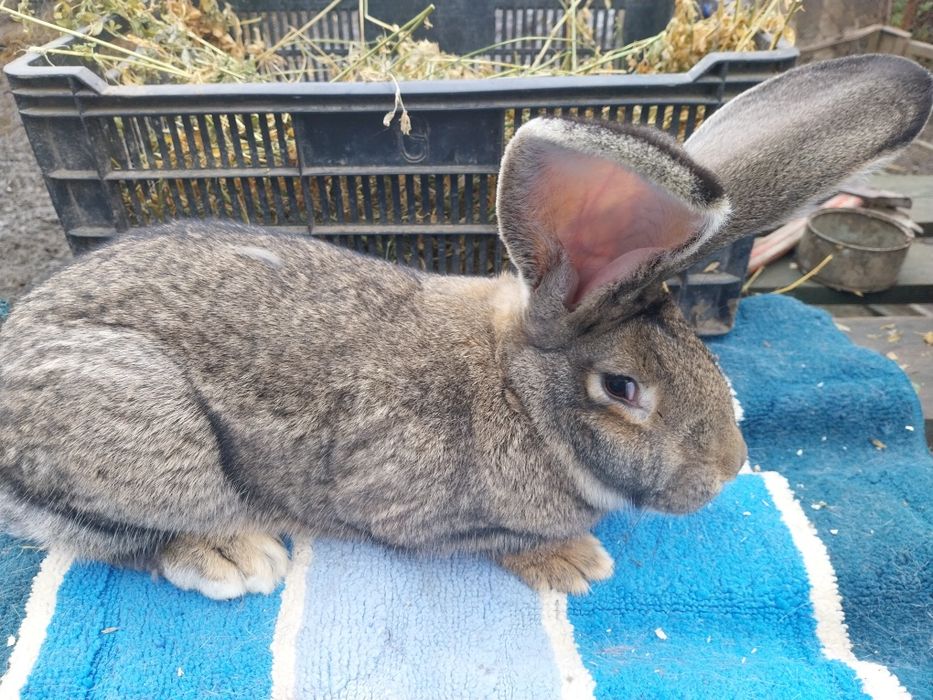 De vânzare iepurii ,