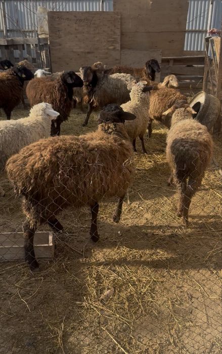 Токты бараны 1.5 года