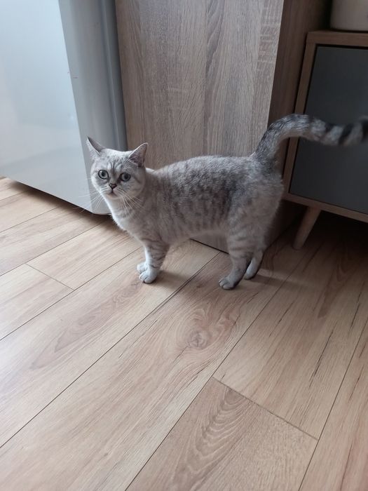 Британска късокосместа