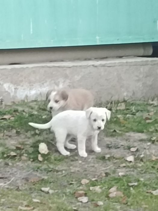 Щенки отдам в хорошие руки! Сам довезу!