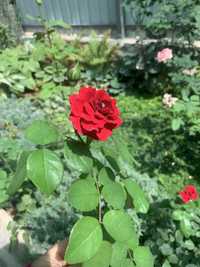 Розы гибридные Red leonardo