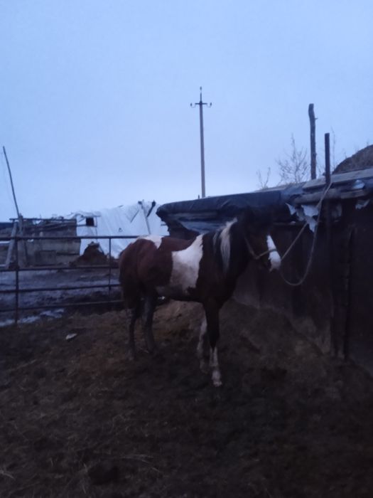 Құнан сатылады жорға