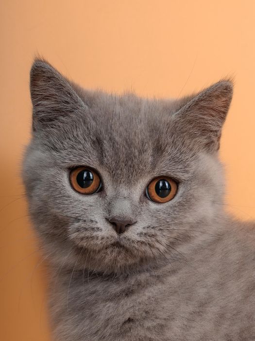 Британские котята шоу-класса голубого окраса