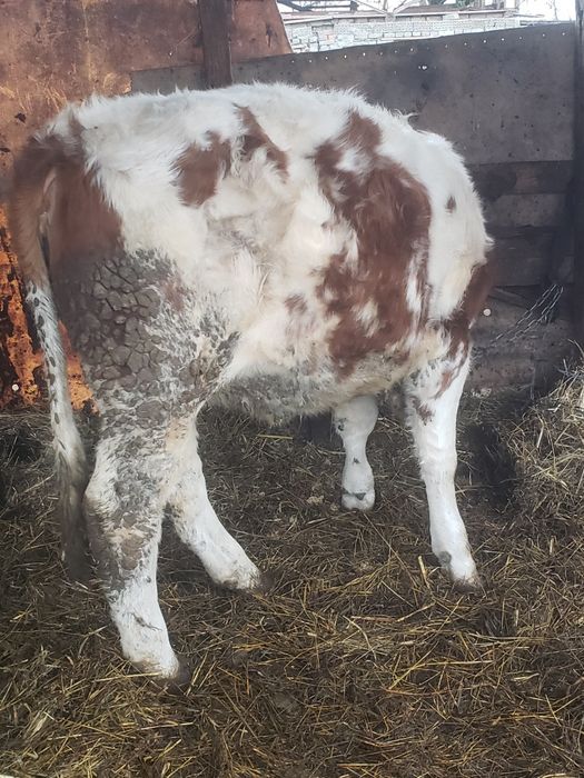 Vand viteaaa mai multe detalii în descrieree