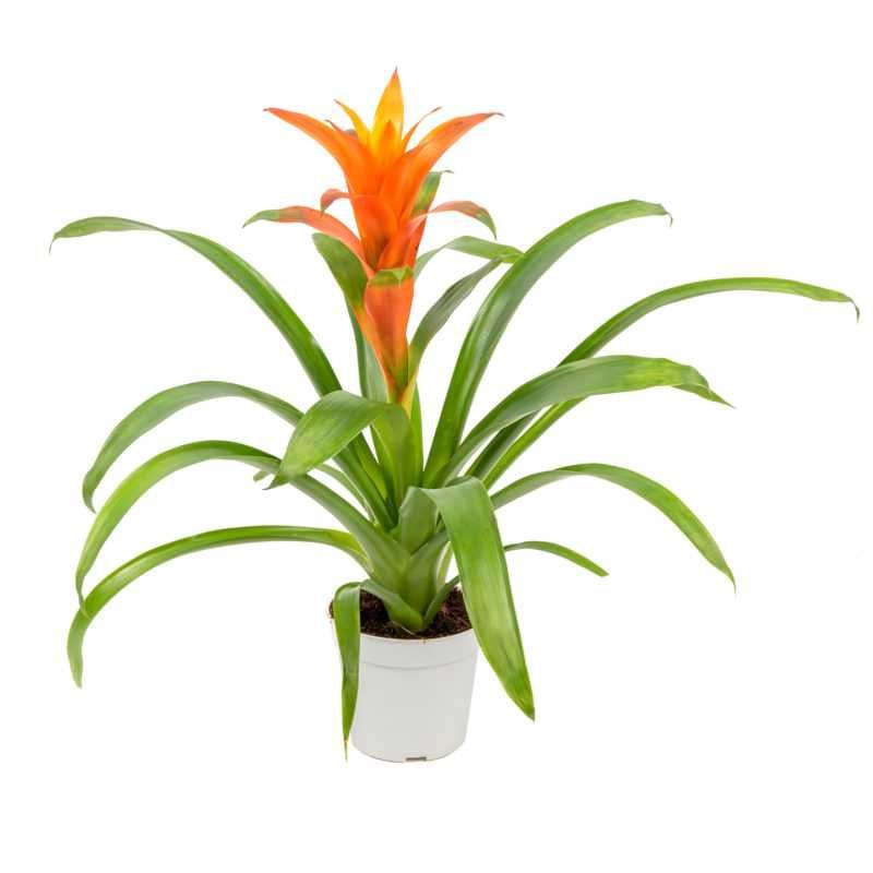 Комнатное растение - (Guzmania) - Голландская Гузмания