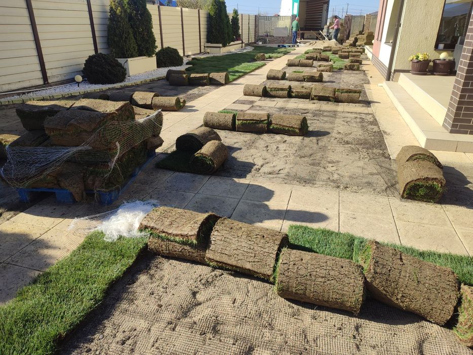 Gazon rulou de trafic 24  de lei m2.Transport și montaj inclus în preț