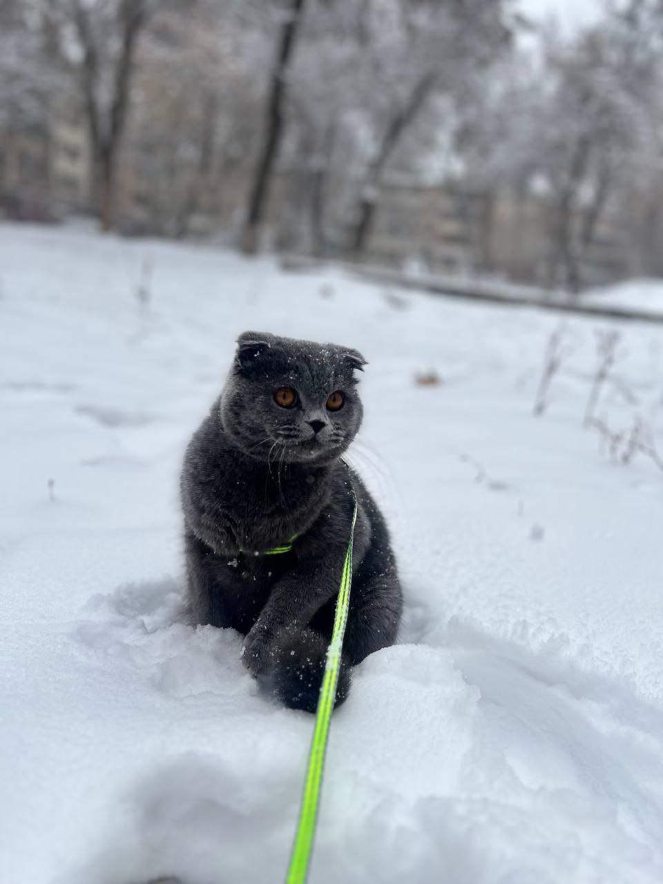 Скотиш фолд вязка