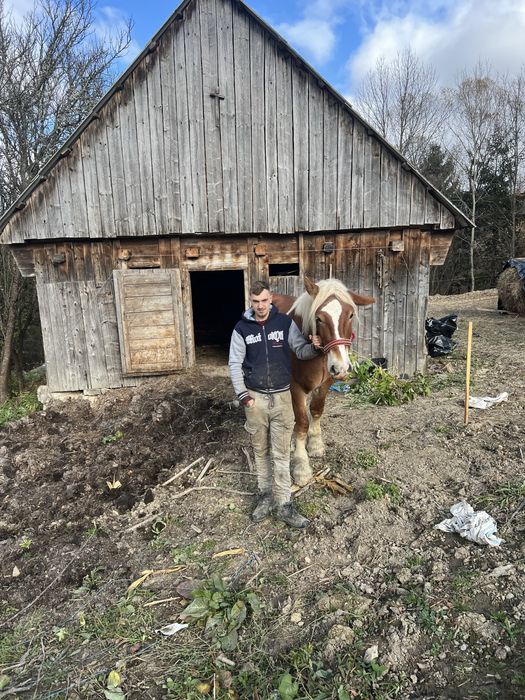 Vând armasar de 3 anii