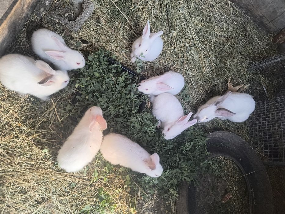 Vând iepuri belgieni