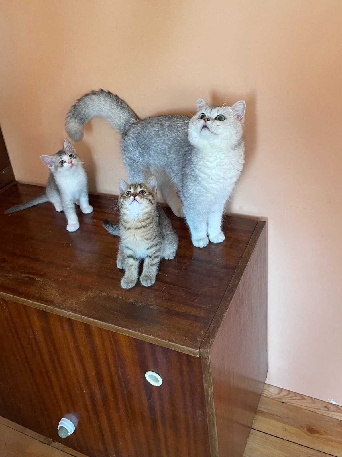 Британски късокосмести
