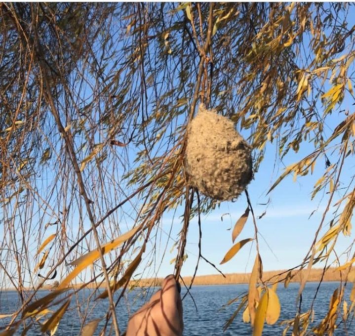 Гнездо ремеза лечебные