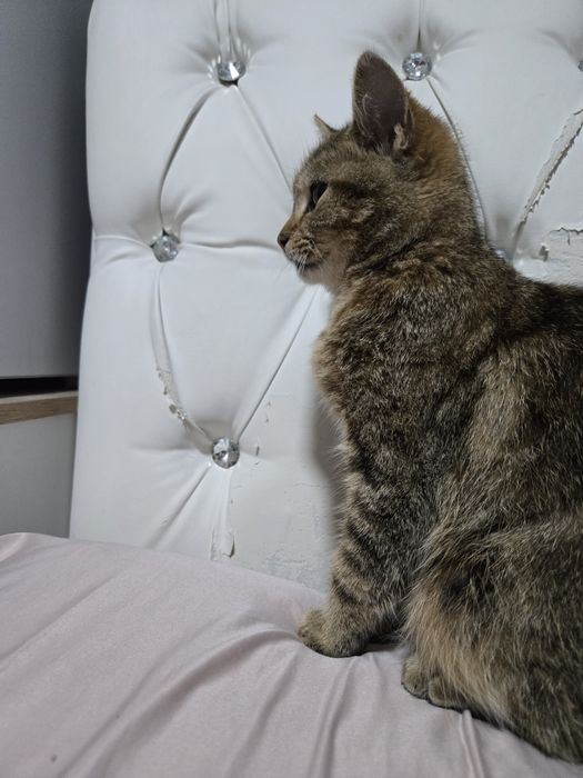 Ищем семью кошечке