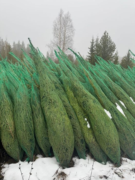 Ель, ёлка, сосна потом