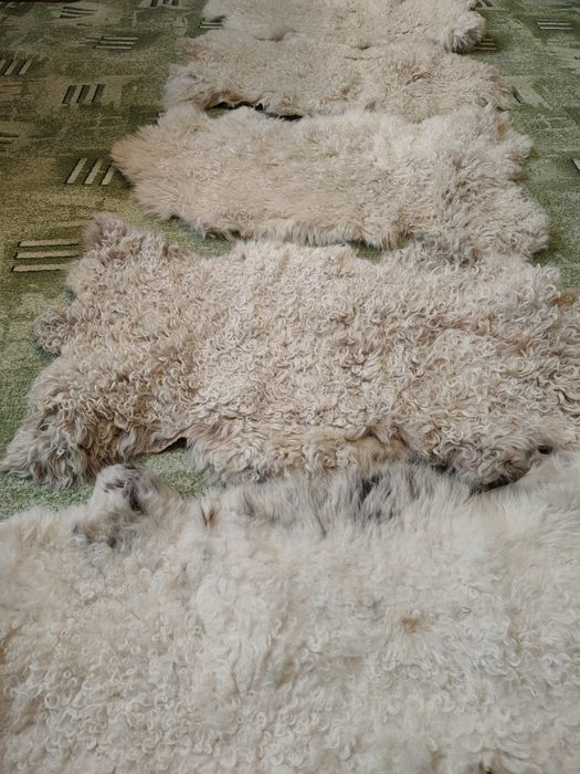 Piei / blană de oaie (5 buc)