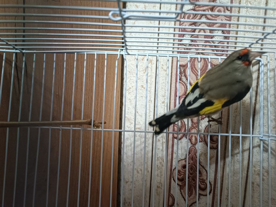 Sayroqi sava sotiladi