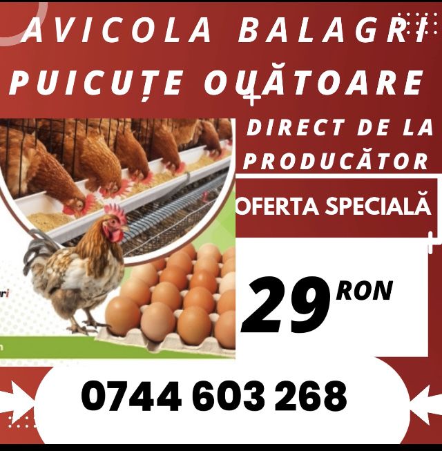 De ce să cumperi puicuțele direct din fermă avicolă Balagri?