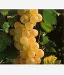 Vând struguri de vin , vie naturala