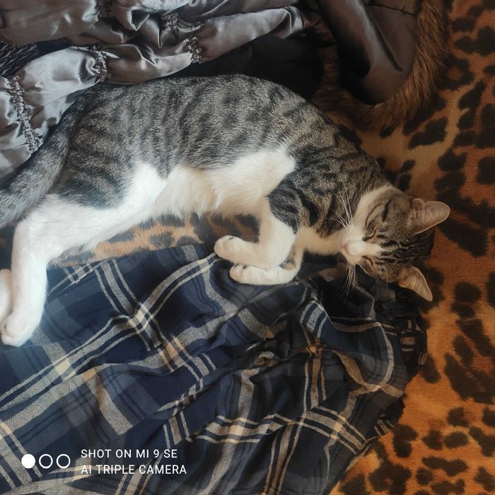 Donez pisici de 2-3 luni