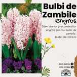 Vând bulbi de zambile