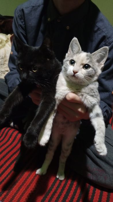 Отдам даром в добрые руки, кот мальчик