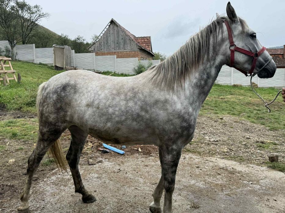 De vânzare o mânza de 4 ani mai multe detalii la telefon