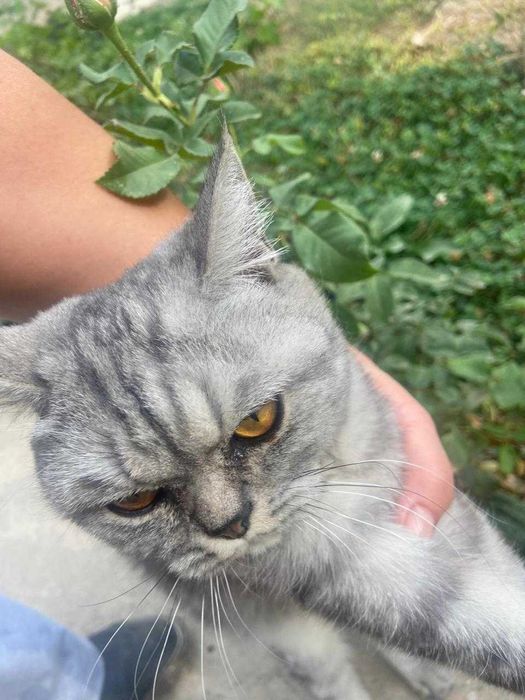 Котенок девочка, британская короткошерстная