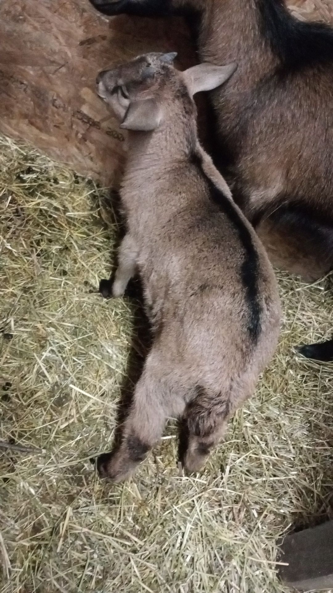 Iez de tăiat viu 25kg capre gestante