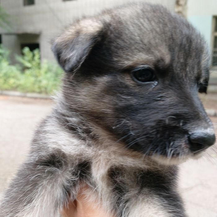 Отдам в добрые руки