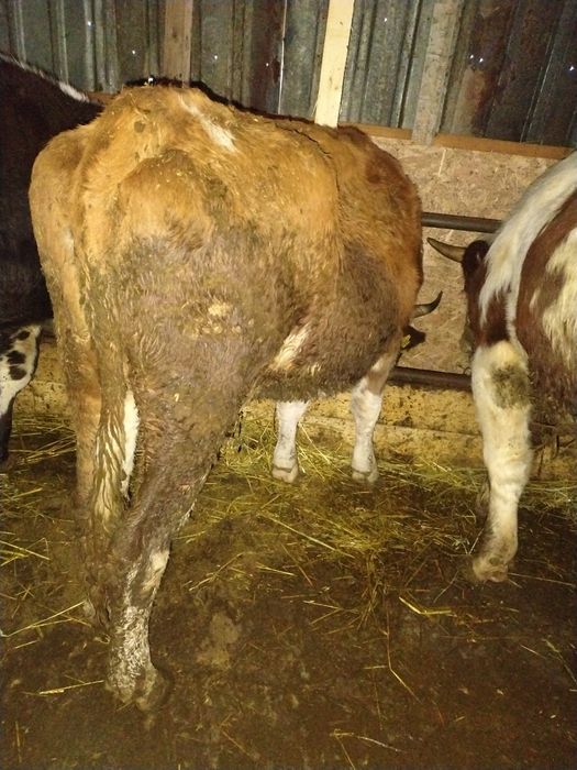 De vânzare 3 vaci gestante preț 55 de milioane bucata fixx