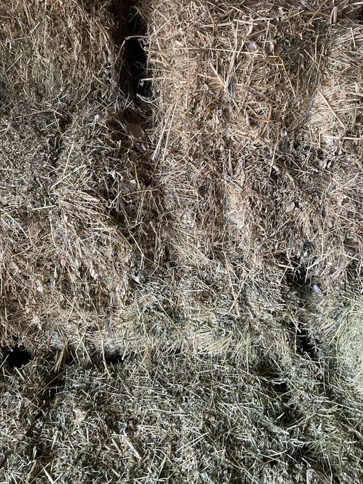 Baloti de lucerna si Orz