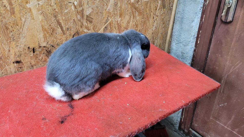 Iepuri berbec german