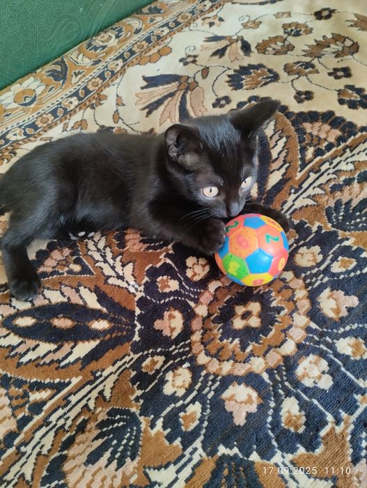 Отдам котят в хорошие руки