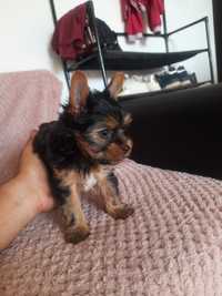 Yorkshire Terrier mini