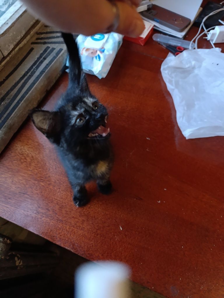 Котёнок в добрые руки!!!