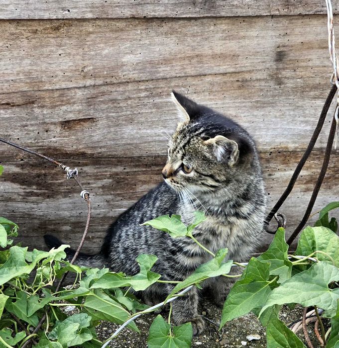 Подарявам котенце
