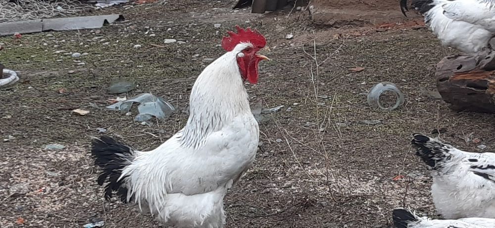 6 Адлер Қораз сатылады!!! 1шт-5000тг Жетысайда тұр