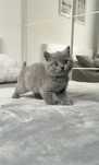 British Shorthair Blue