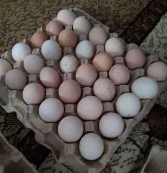 яйцо домашних кур