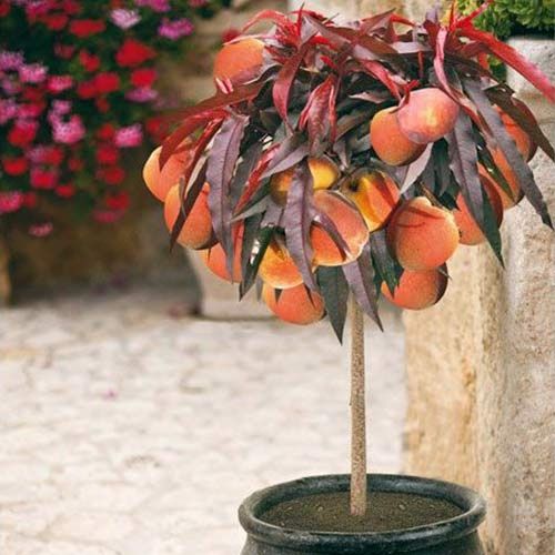 Pomi fructiferi pitici