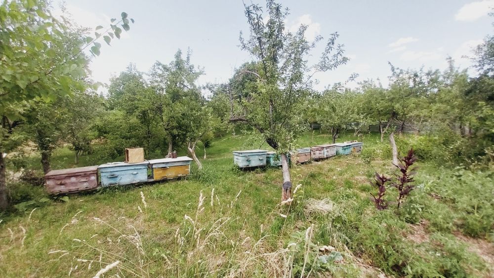 Дов в курортном местности