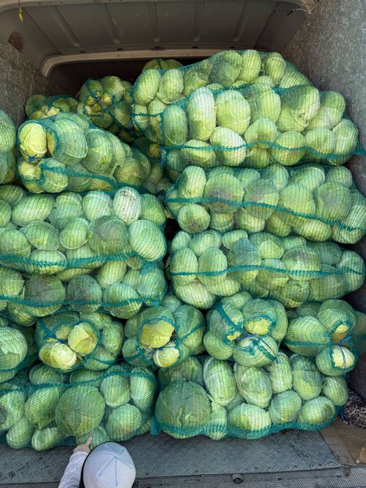 Varza de toamna pentru murat