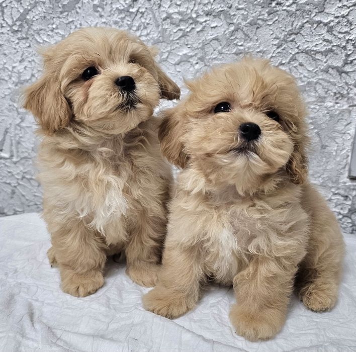 Красивые малыши мальтипу Ф1,